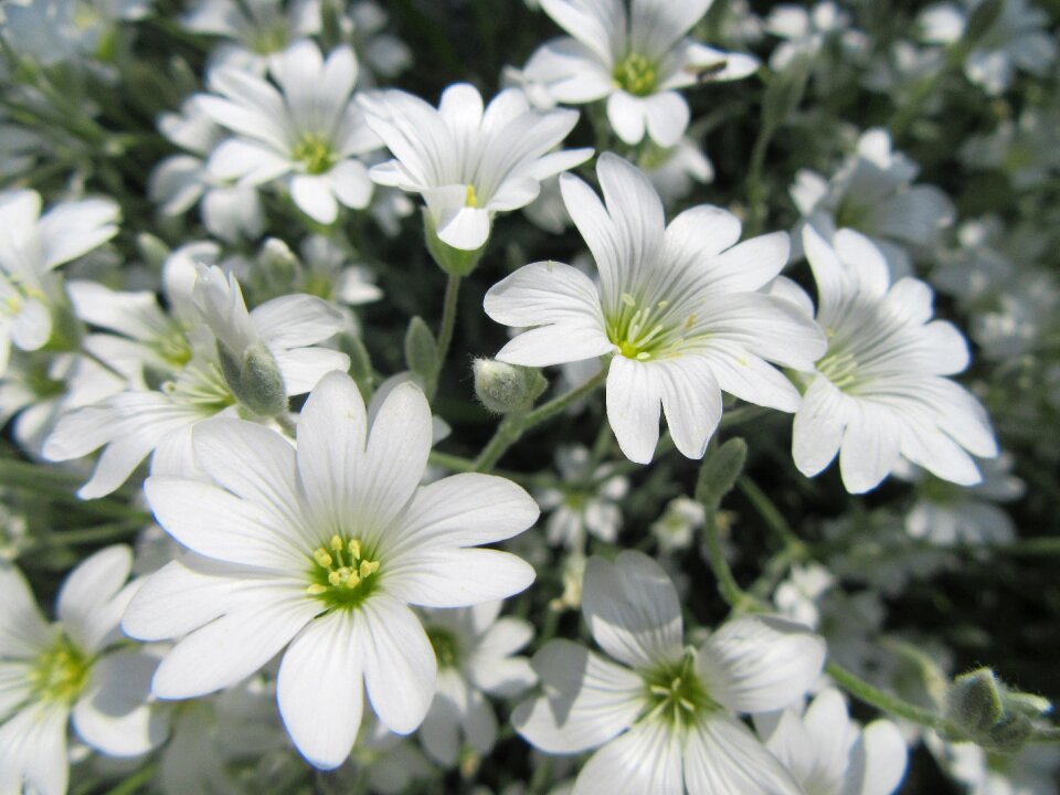 White white flowers