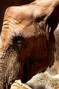 Elephant animals africa