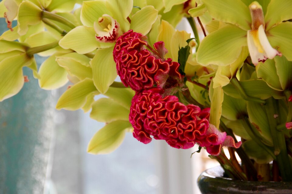 Cristata group brain flower red