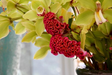 Cristata group brain flower red