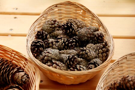 Autumn pine cones wintry photo