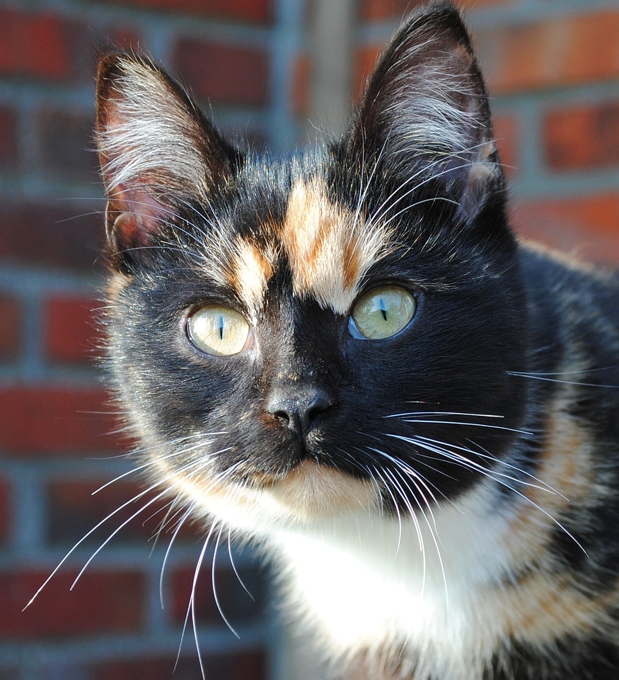 Cat pet domestic cat