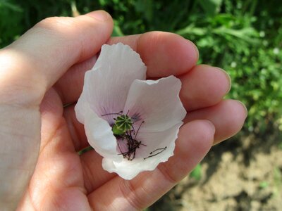 White poppy hand