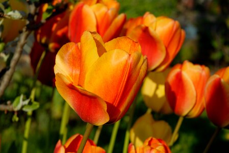 Bloom orange flower tulpenbluete photo