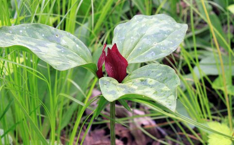 Rare leaf leaves