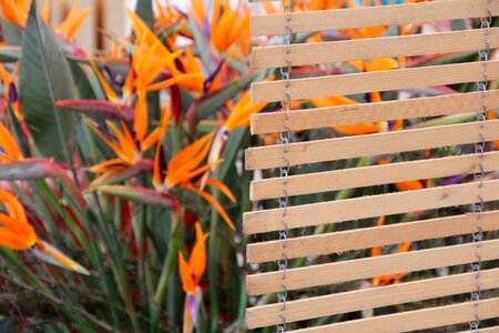 Strelicia fence decorative