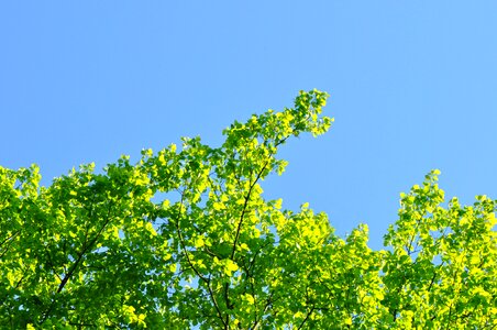 Branch green sky photo