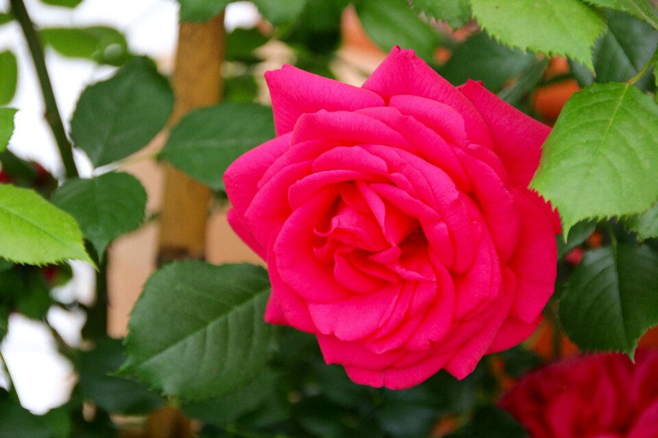 State garden show bayreuth rosenstock