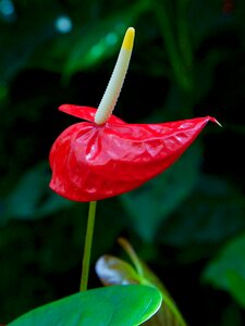 Bloom flowering stems red
