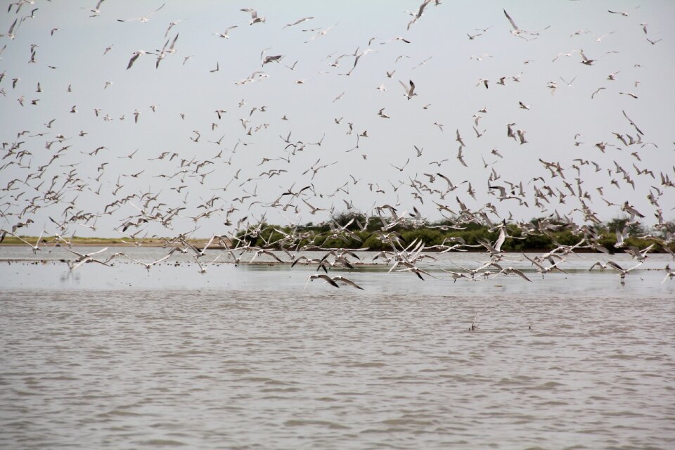 Animal ocean wildlife photo