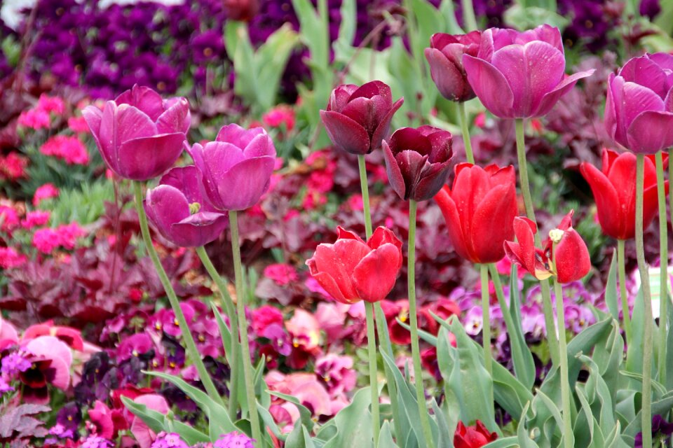 Breeding tulip purple red