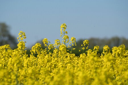 Landscape field of rapeseeds nature photo