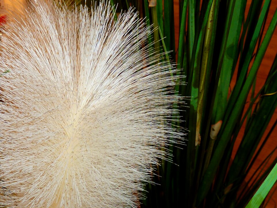 Close up white nature