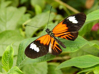 Orange black insect wing