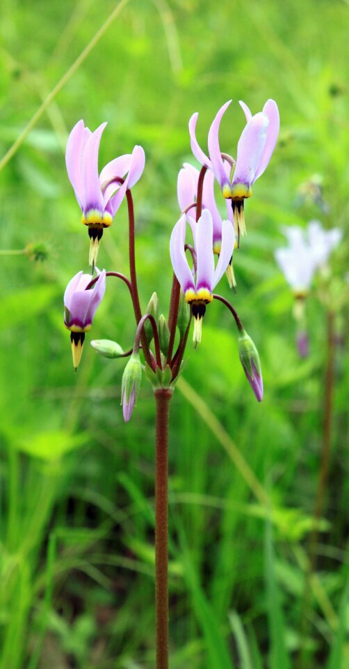 May purple pink