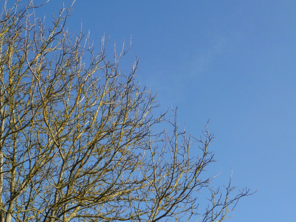 Aesthetic branch nature