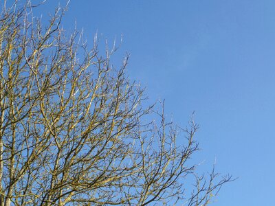 Aesthetic branch nature