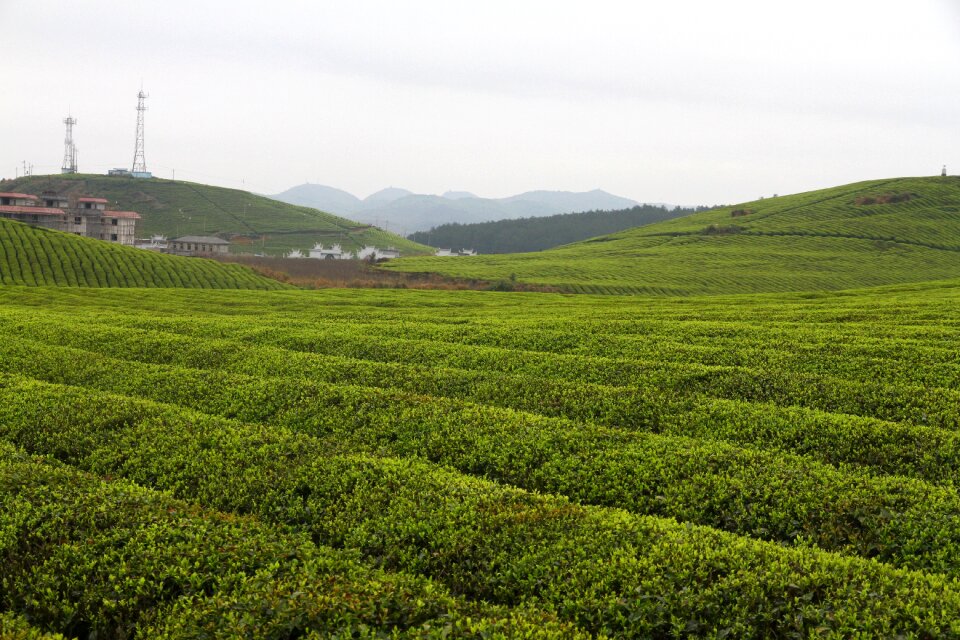 Hunan fenghuang tea garden