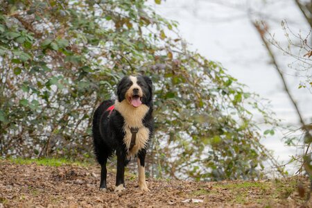 Pet wet dog animal photo