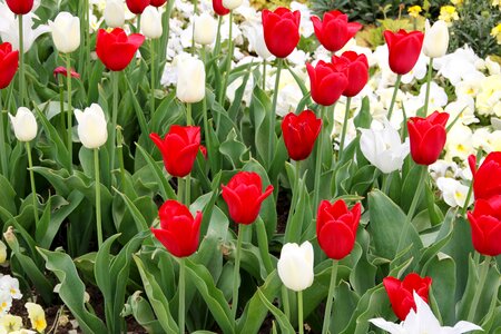 Breeding tulip red white photo