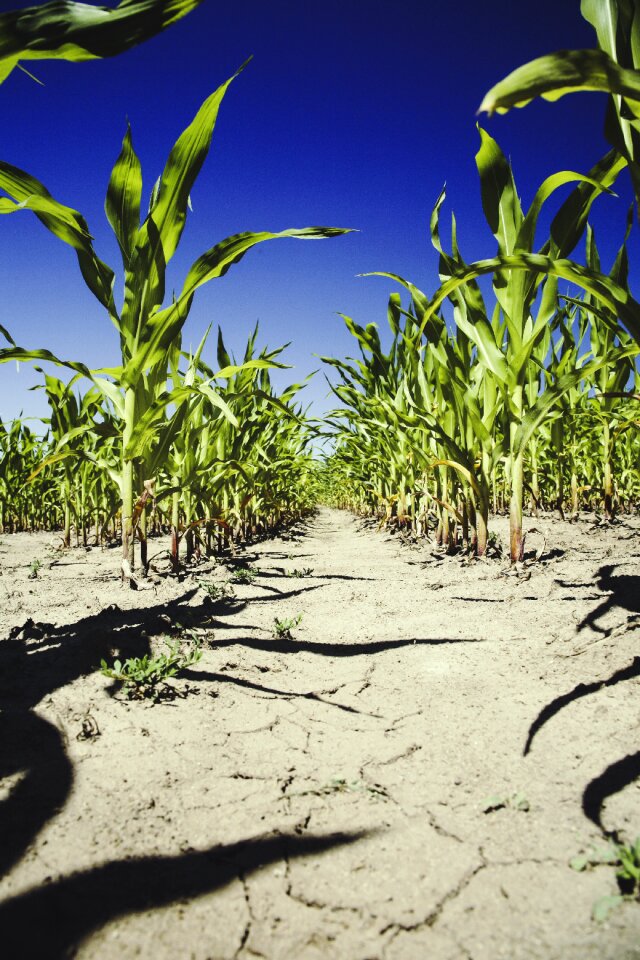 Cornfield harvest arable