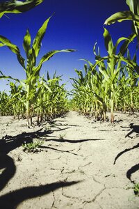 Cornfield harvest arable