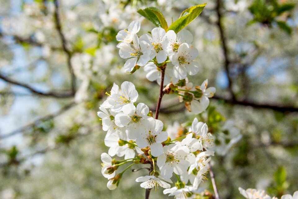 Blossom bloom flowering