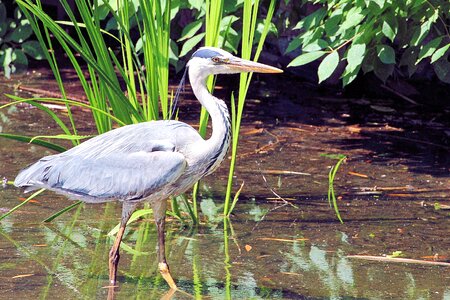 Bird water plumage