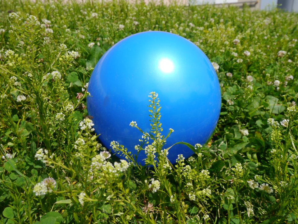 Astragalus blue green