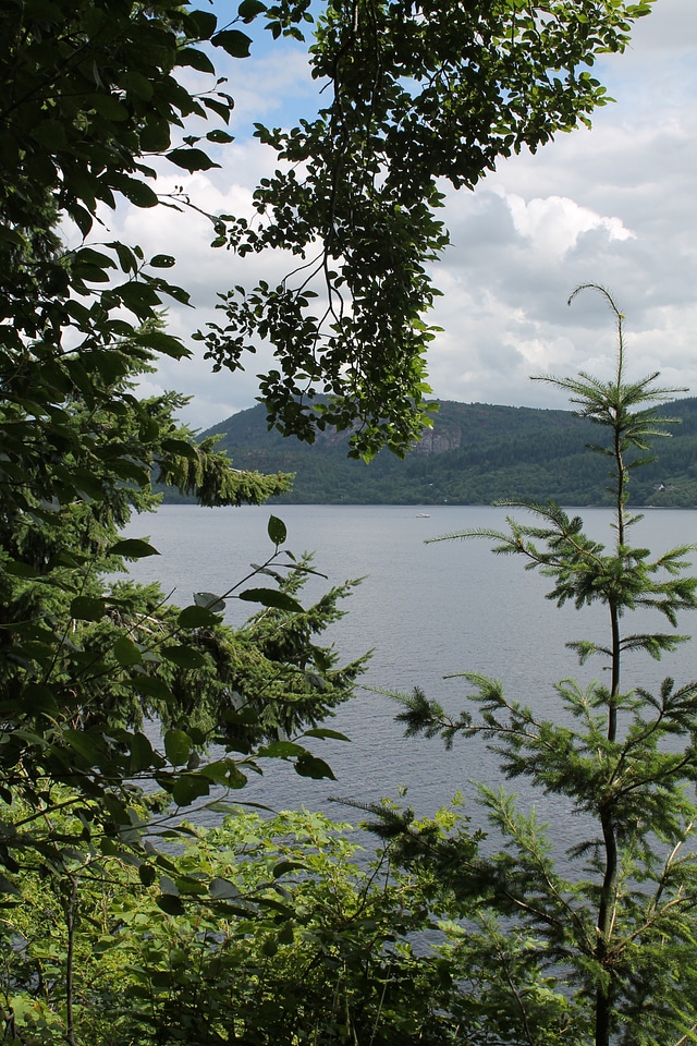 Landscape water tree