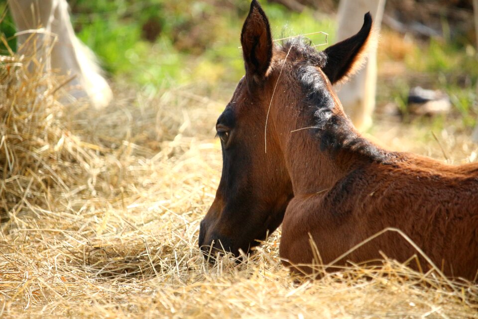 Suckling brown mold thoroughbred arabian