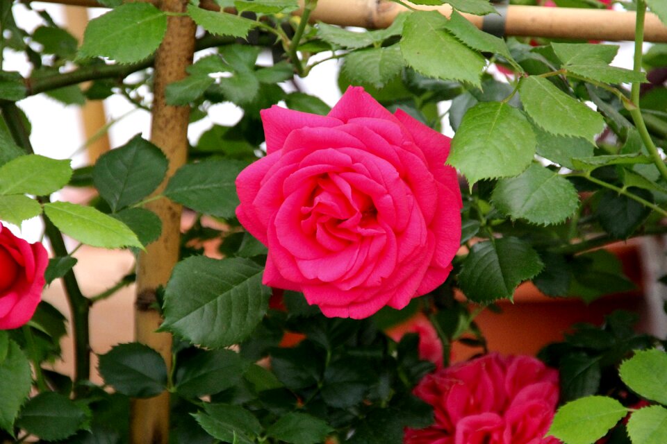 State garden show bayreuth rosenstock
