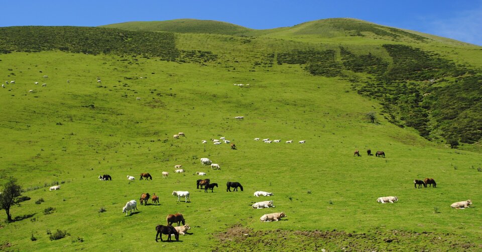 Cows calves colts