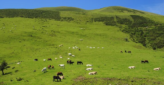 Cows calves colts photo