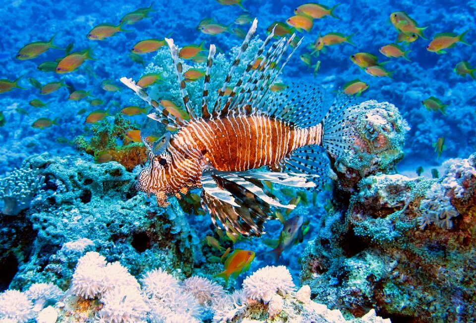 Diving red fire fish underwater