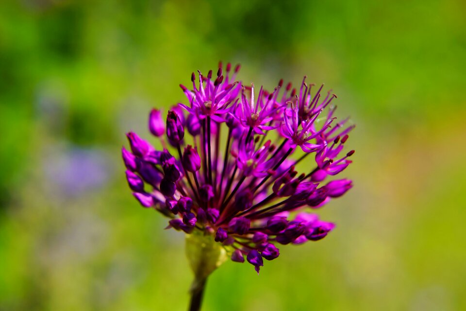 Purple nature plant