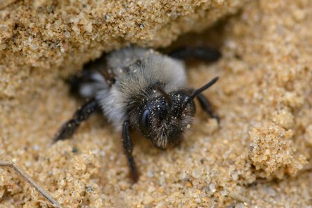 Macro insect animal