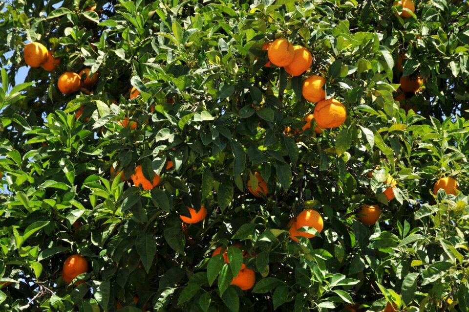 Oranges tree foliage