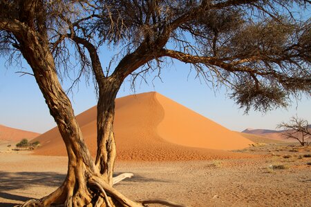 Safari nature drought