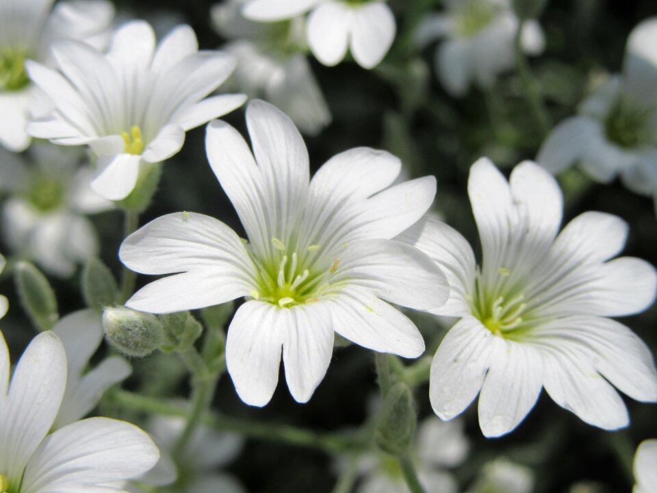 White white flowers
