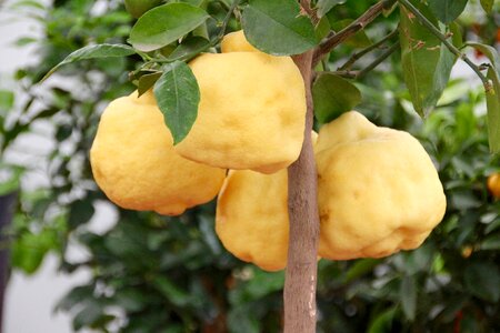 Lemon tree lemons citrus fruits photo