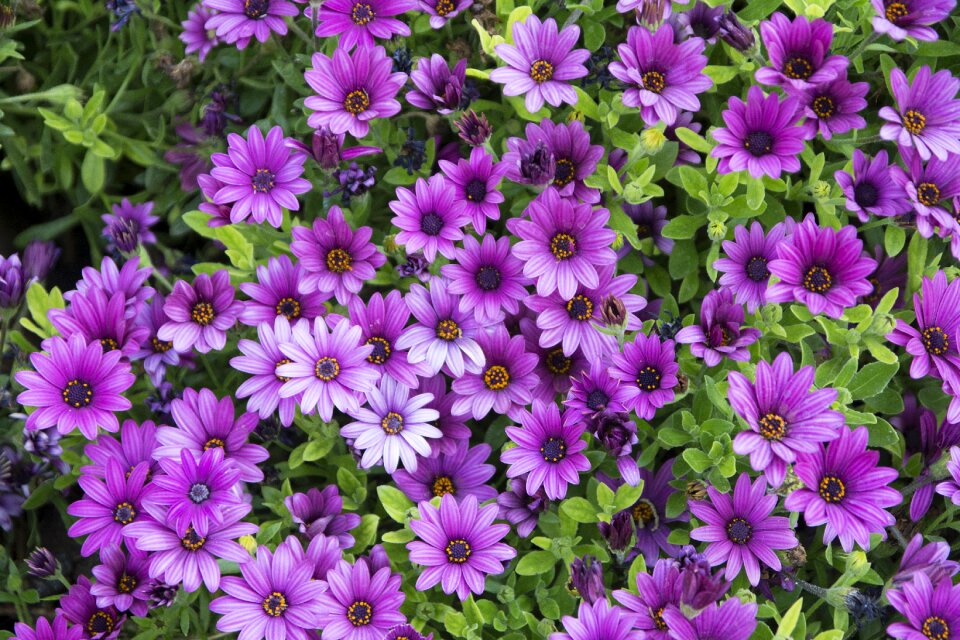 Purple flower wild nature
