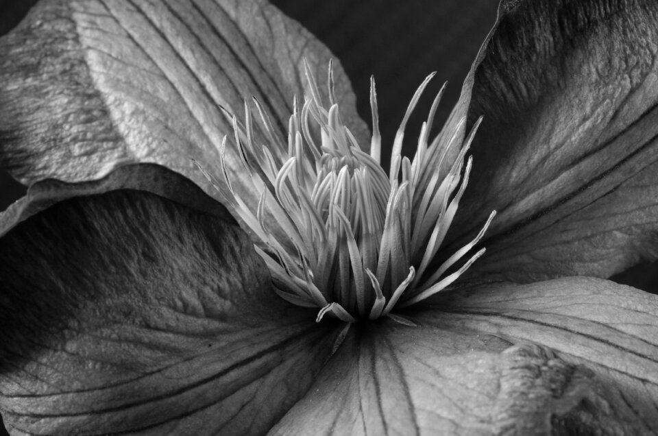 Flower close up black and white