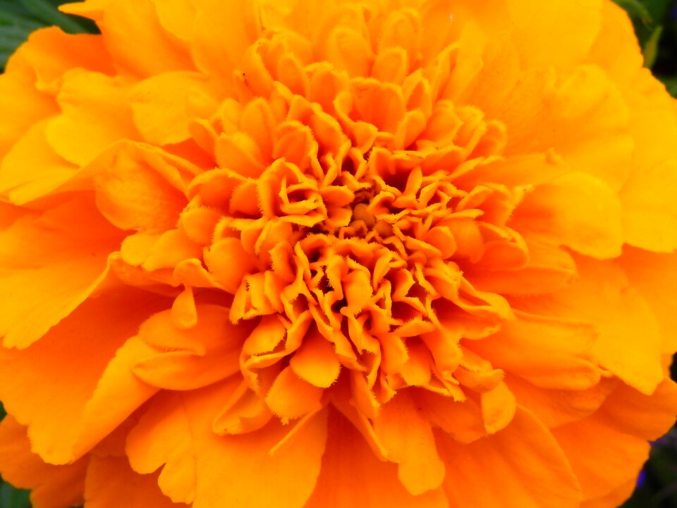Bloom orange flowers orange yellow