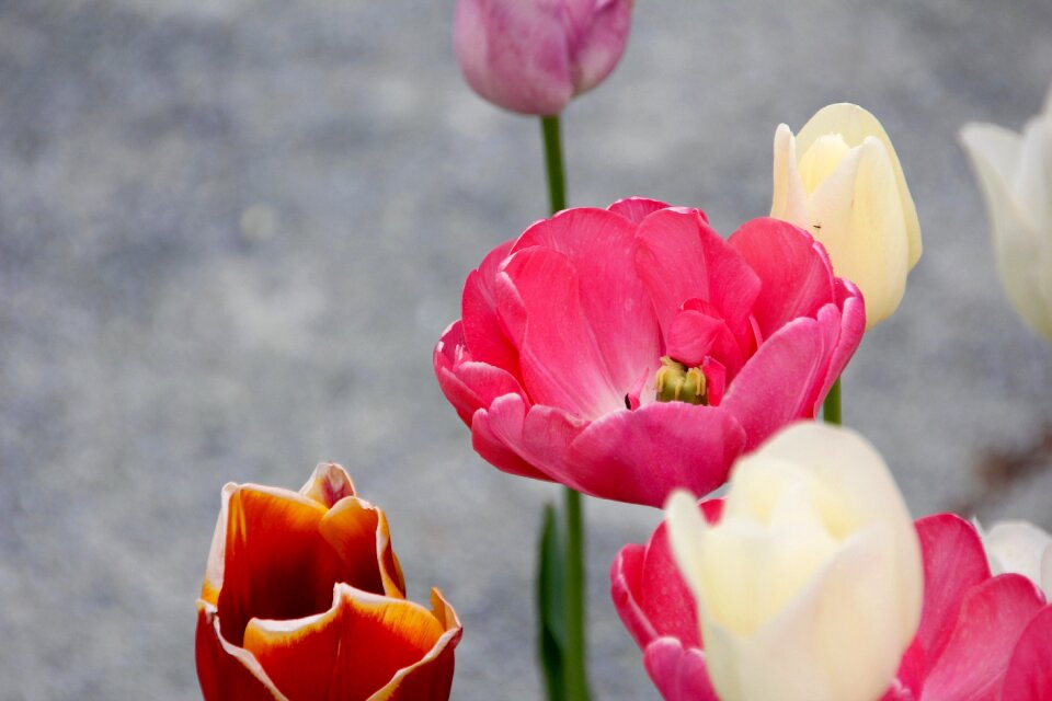 Spring close up flower