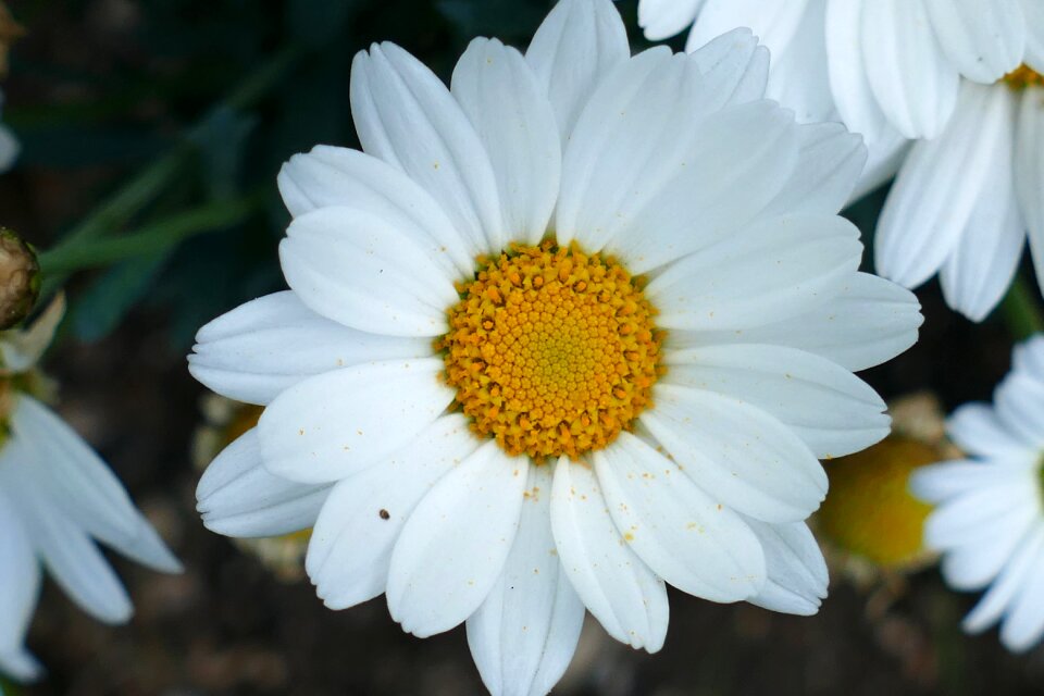 Plant garden spring flowers