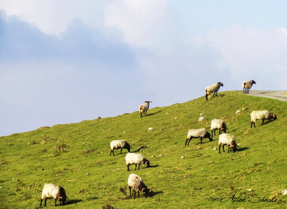 Pasturage clouds eat
