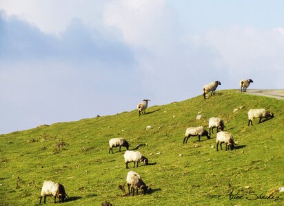 Pasturage clouds eat