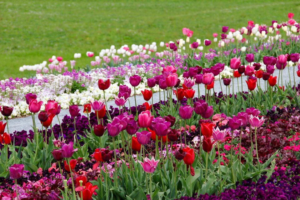 Breeding tulip purple white