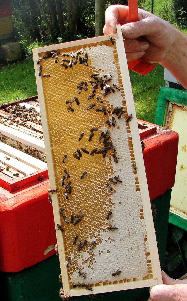Honeycomb honey virgin